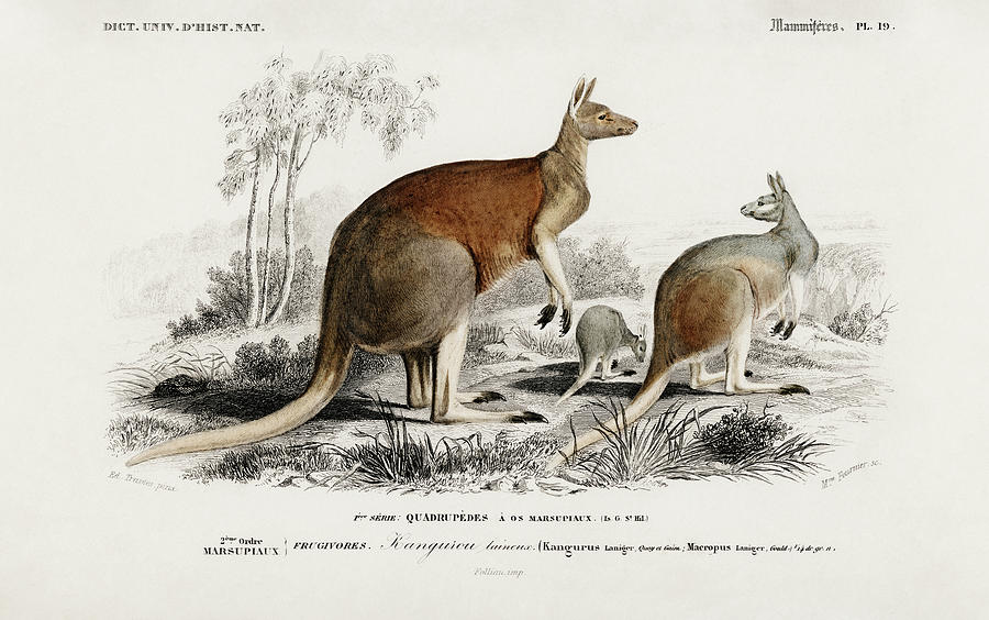 The red kangaroo - Macropus rufus Painting by Vincent Monozlay