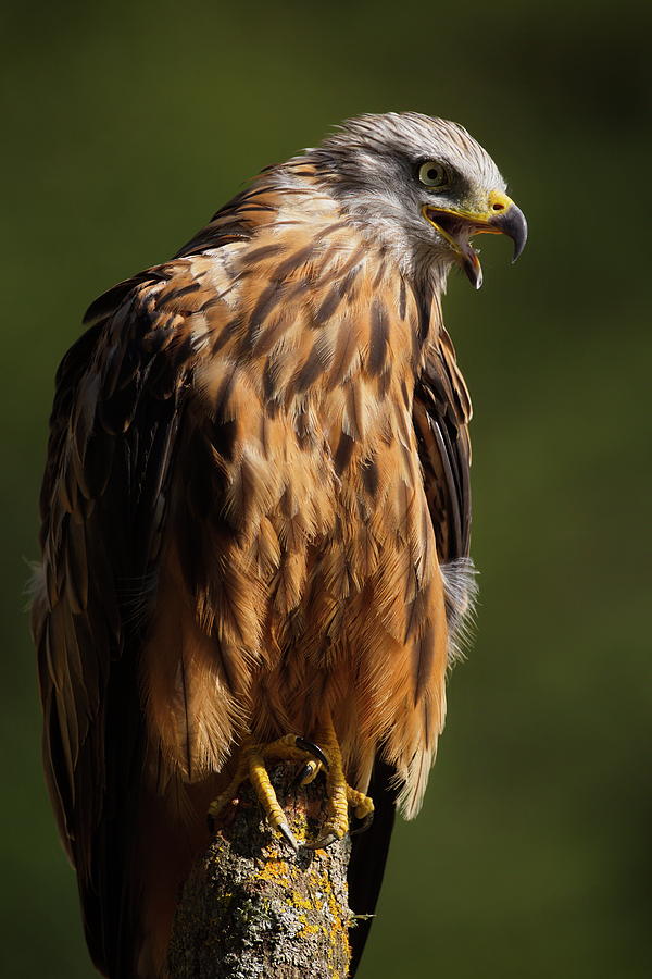 The Red Kite Photograph
