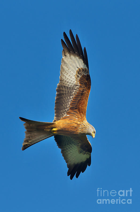 The Red Kite - Milvus Milvus Photograph by Martyn Arnold