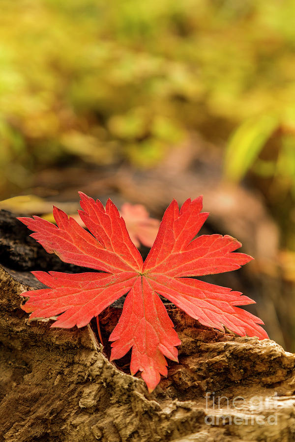 The Red Leaf Photograph
