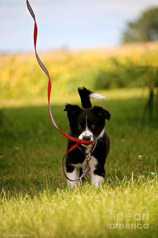 The Red Leash Photograph by Susan Herber