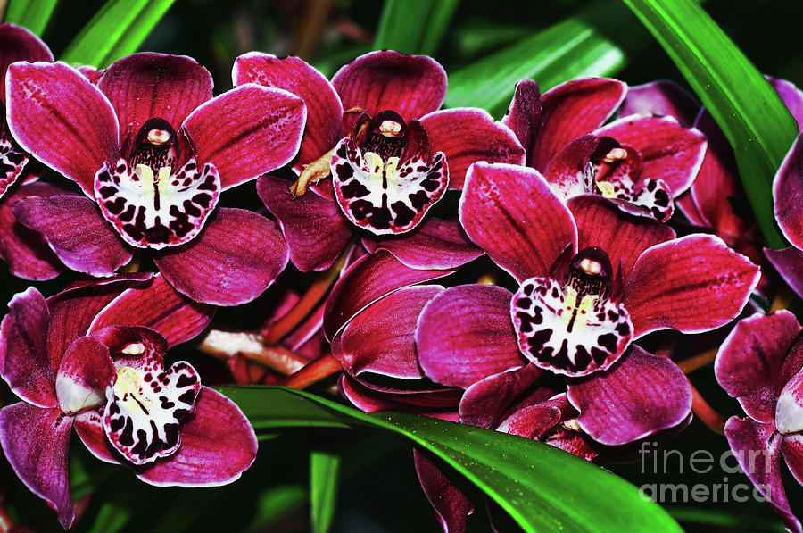 The Red Orchid Family Photograph by Kaye Menner