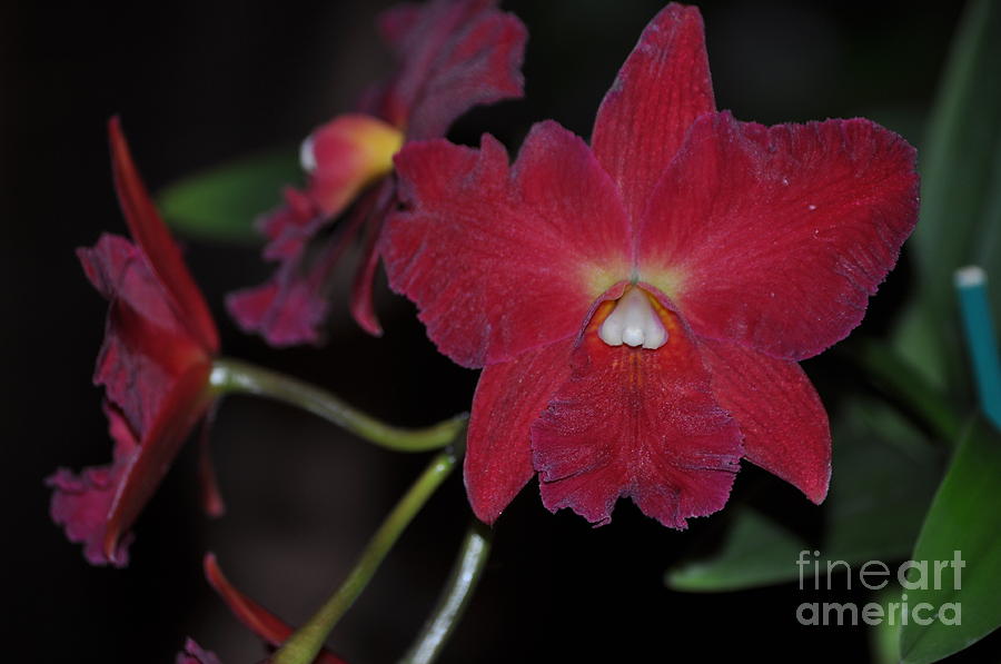 The Red Orchid Photograph by Nona Kumah