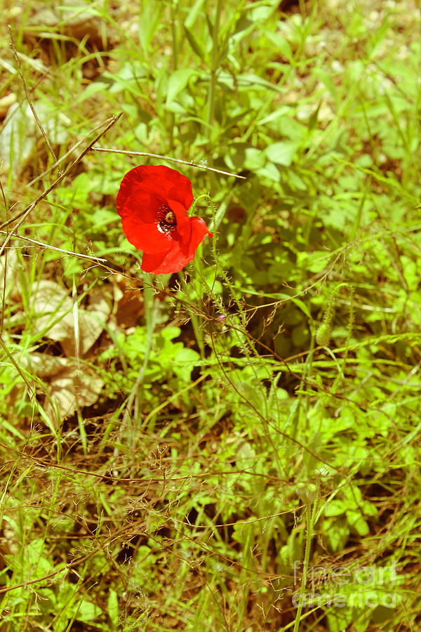 The Lone Red Poppy Photograph by Donna L Munro