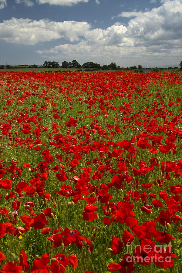 The Red Poppy Field Photograph by Martyn Arnold