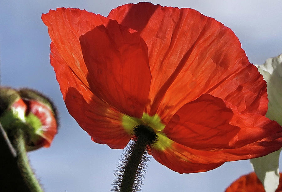 The Red Poppy Photograph by Hazel Vaughn