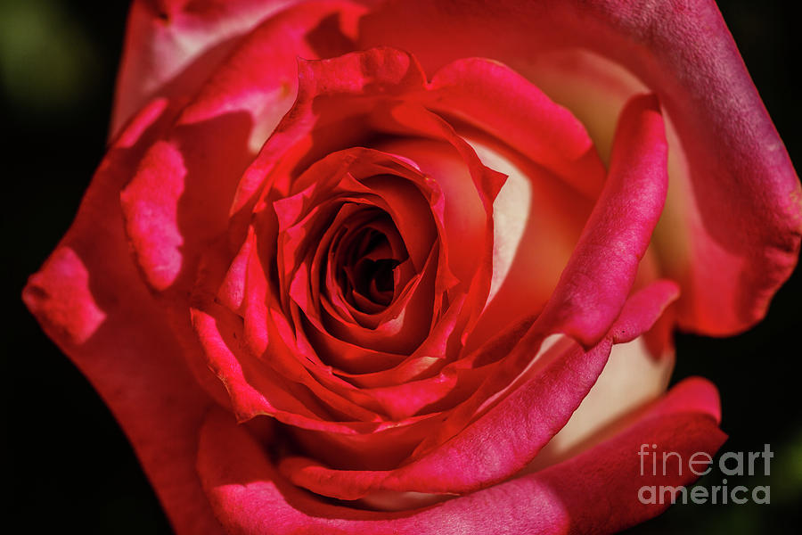 The Red Rose Photograph by Robert Bales