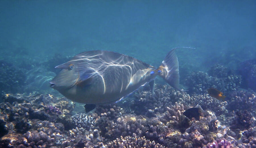 Fish Photograph - The Red Sea Bluespine Unicornfish Closeup by Johanna Hurmerinta
