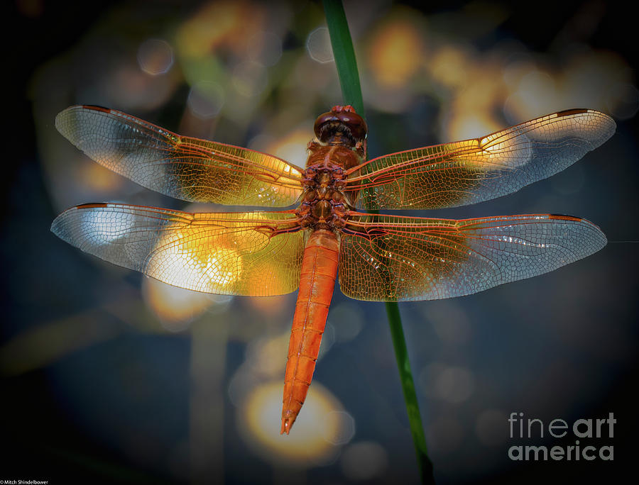 The Red Skimmer Photograph by Mitch Shindelbower