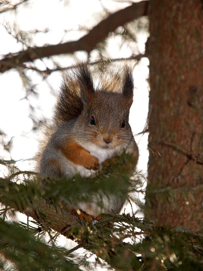 The Red Squirrel 2 Photograph
