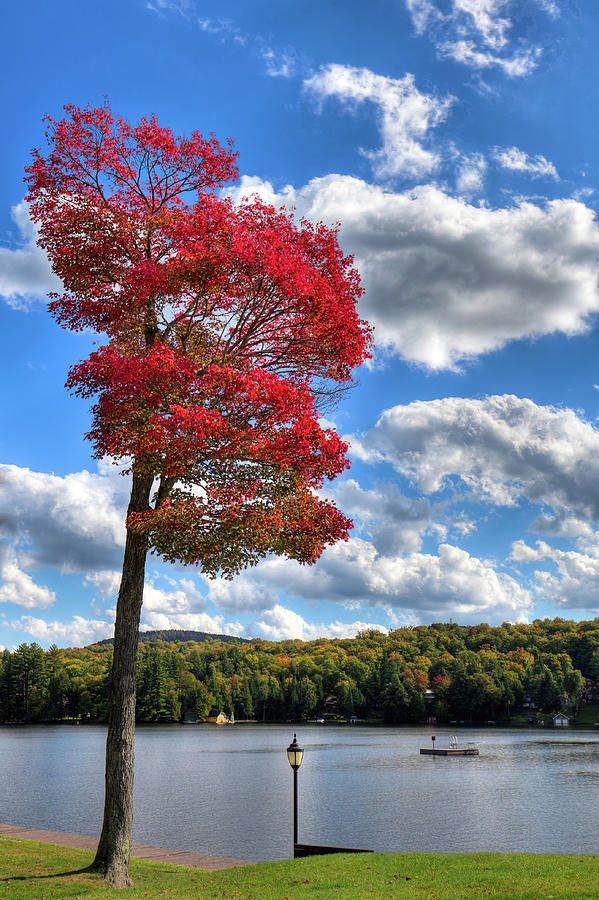 Fall Photograph - The Red Tree at the Pond by David Patterson