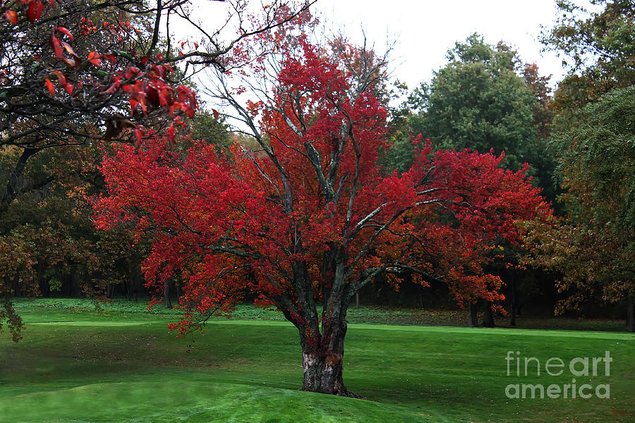 Fall Photograph - The Red Tree by Jeff Breiman