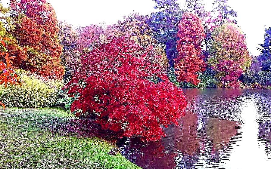 The Red Tree Photograph by Nikki Keep - Pixels