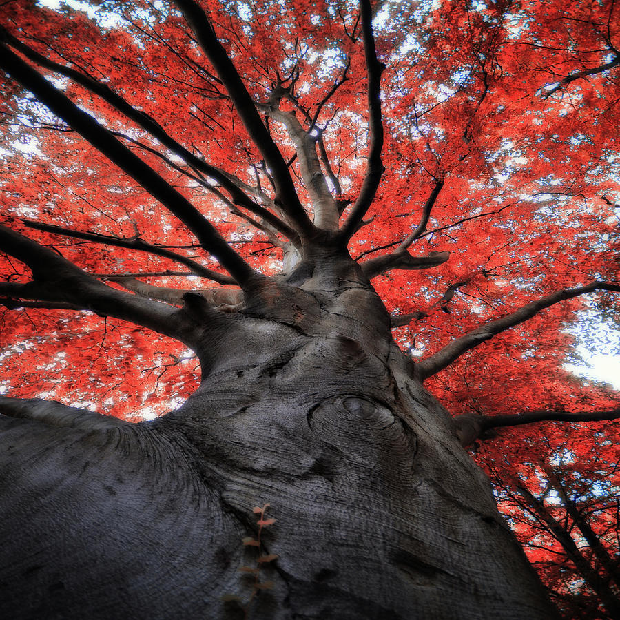 L tree. Могучее дерево. Черно красное дерево. Дерево на л. Одинокое дерево на красно черном фоне.