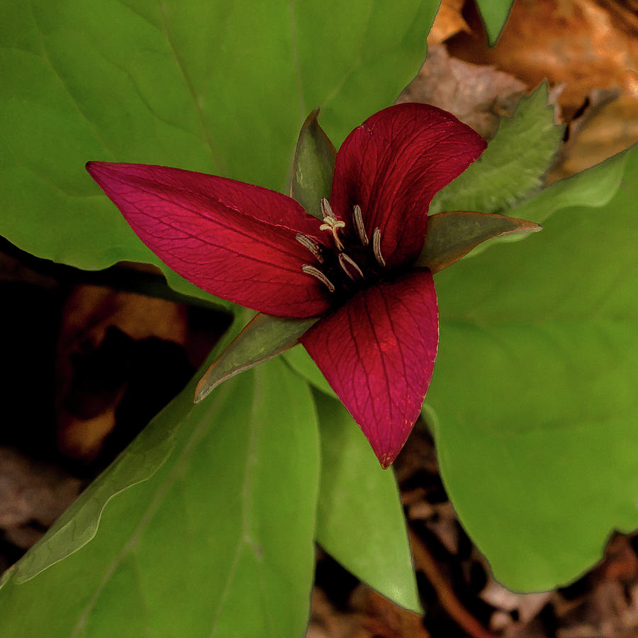 The Red Trillium Photograph by David Patterson