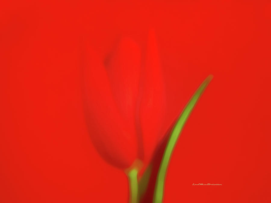 The Red Tulip Art Photograph Digital Art by Miss Pet Sitter