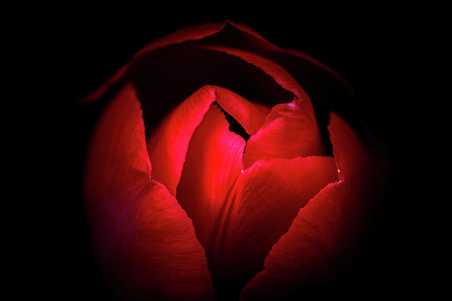 The Red Tulip Photograph by Jay Stockhaus