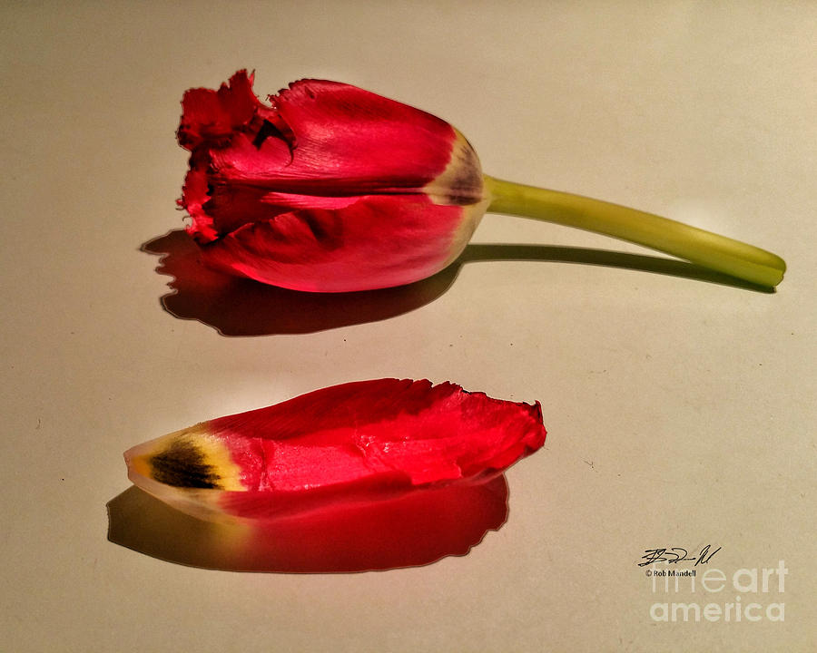 Flowers Still Life Photograph - The Red Tulip by Rob Mandell