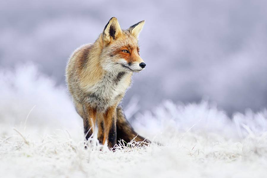 Бело красная лиса. Red White Fox.