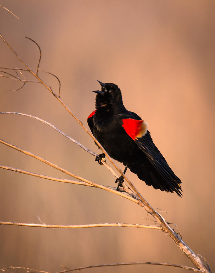 The Red Wing Blackbirds Song Photograph by Steve Marler