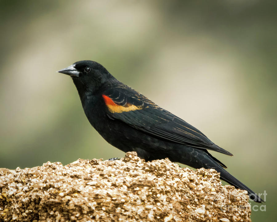 The Red-Winged Black Bird Photograph by Janice Pariza