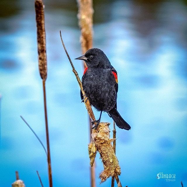 Nature Photograph - The Red-winged Blackbird, One Of The by Ken Stanback