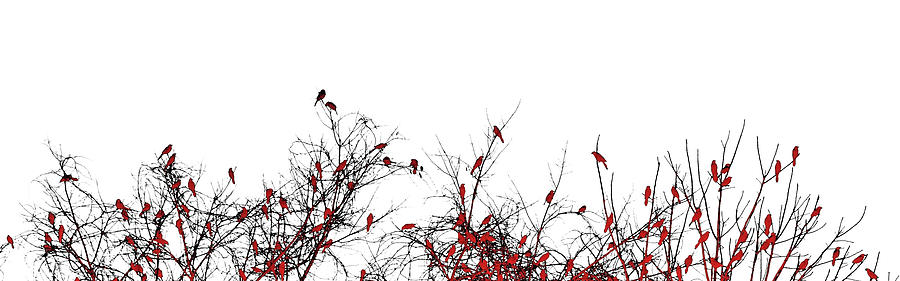 Fantasy Photograph - The Redbird Tree by Susan Maxwell Schmidt