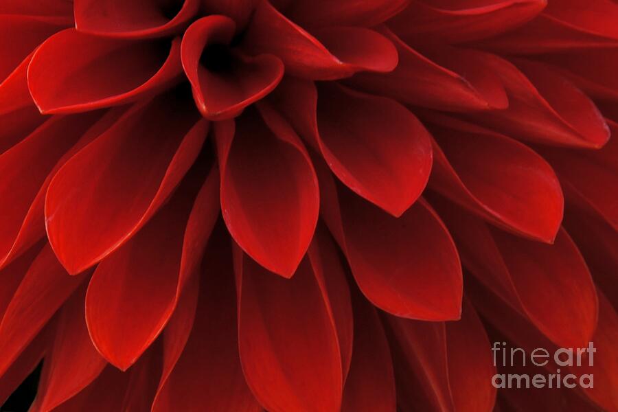The Reddest Red Photograph by Patricia Fine Art America