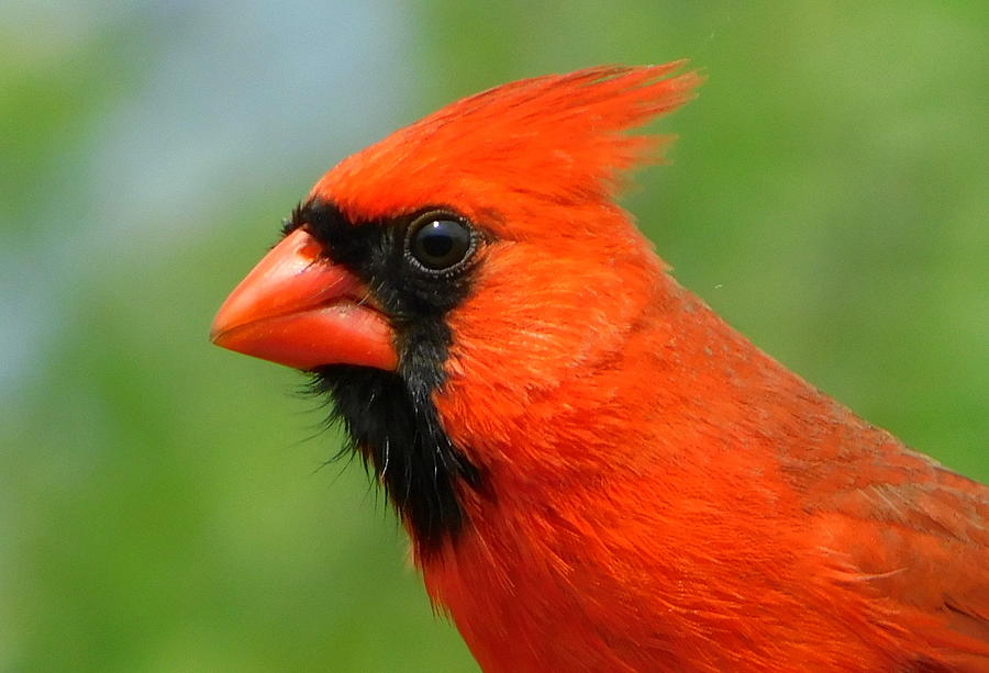 The Redhead Photograph by Karen Cook - Fine Art America