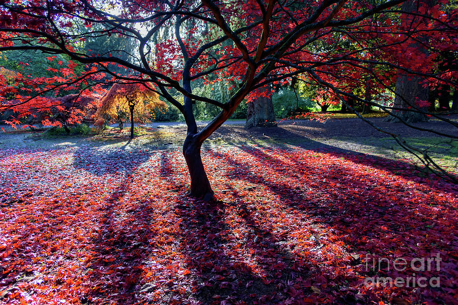 The reds of autumn Photograph by Colin Rayner
