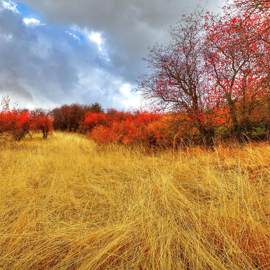 Landscape Photograph - The Reds of Magpie Forest by David Patterson