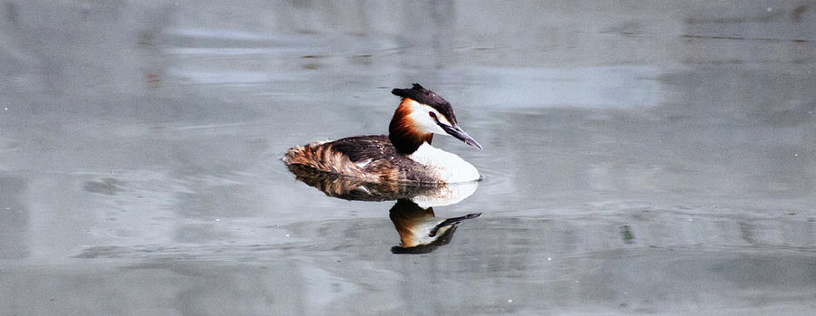 The Reflection Of A Grebe Photograph