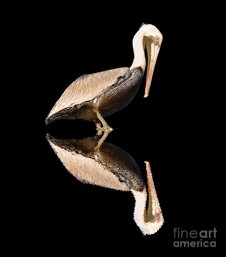 Pelican Photograph - The Reflection of a Pelican by Scott Hansen