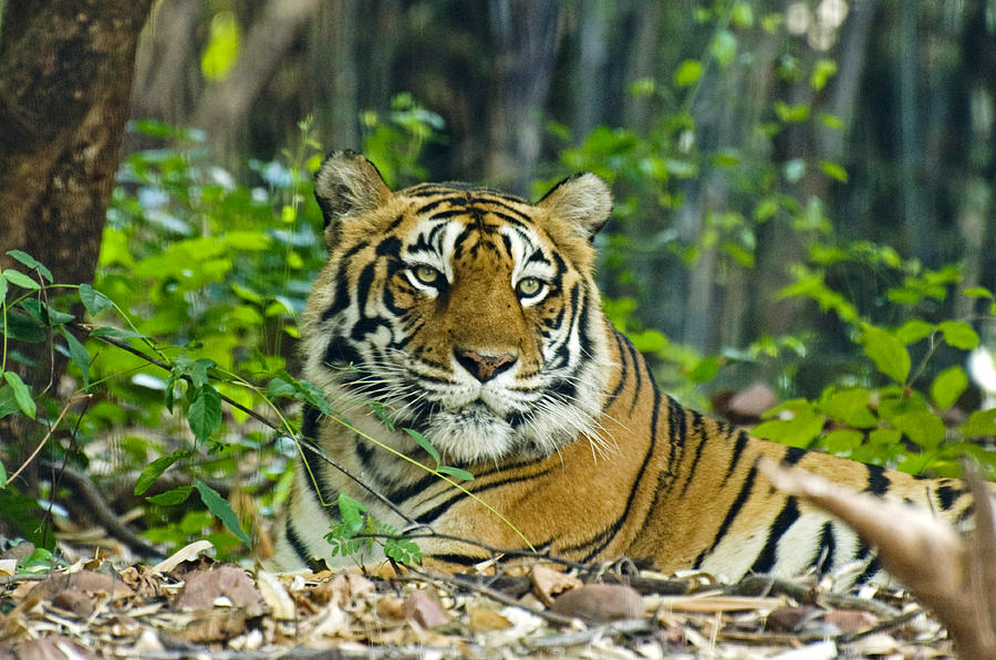 The regal feline Photograph by Saurabh Agrawal - Fine Art America