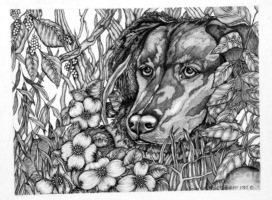 The Rescue Dog Drawing by Alison Caltrider