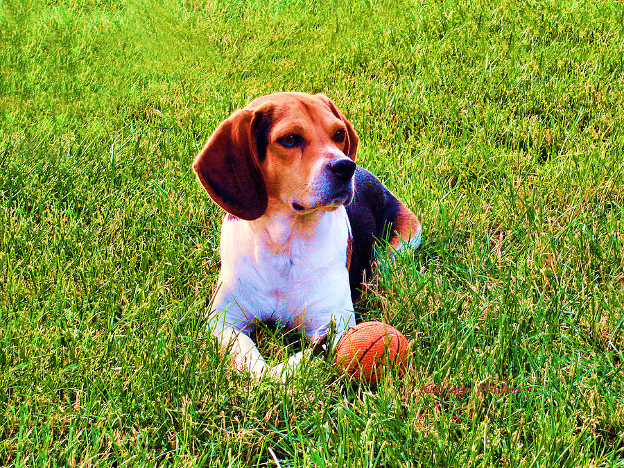 The Reserved Beagle Photograph by Kathleen Modica