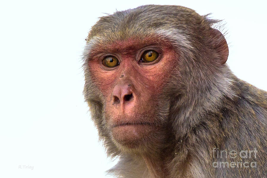 Wild Resident Monkeys of the Taj Mahal Photograph by Rene Triay FineArt Photos