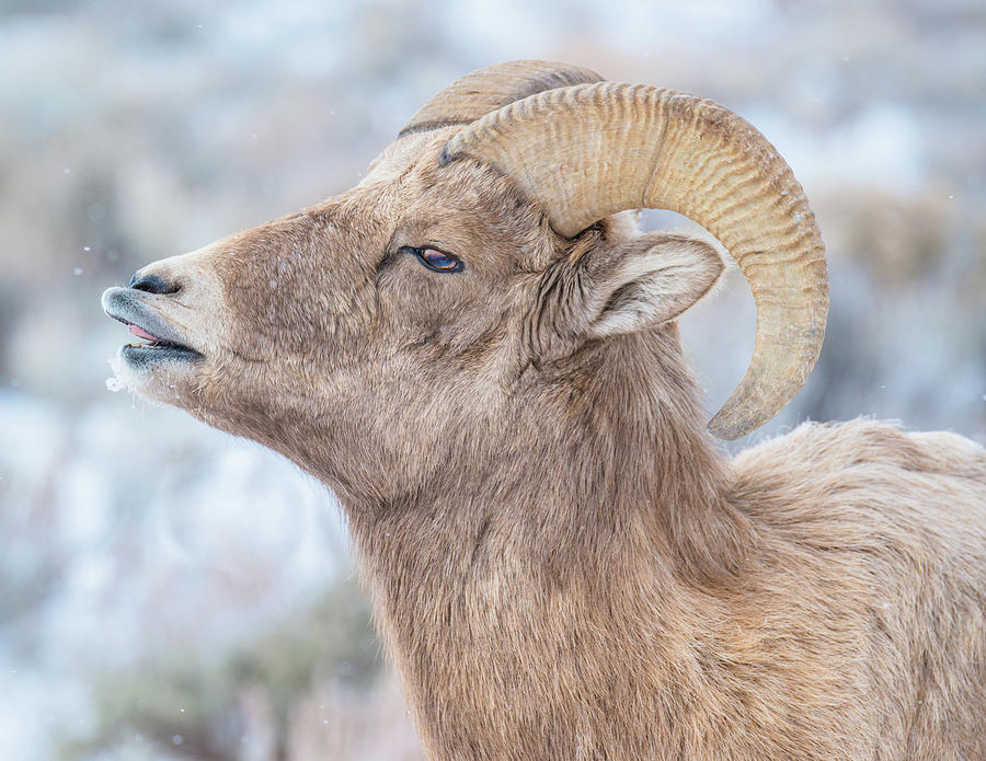 The Response Of The Ram Photograph by Yeates Photography