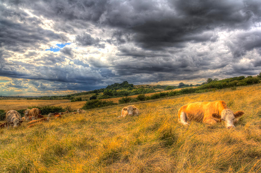 The Resting Cows Photograph by David Pyatt