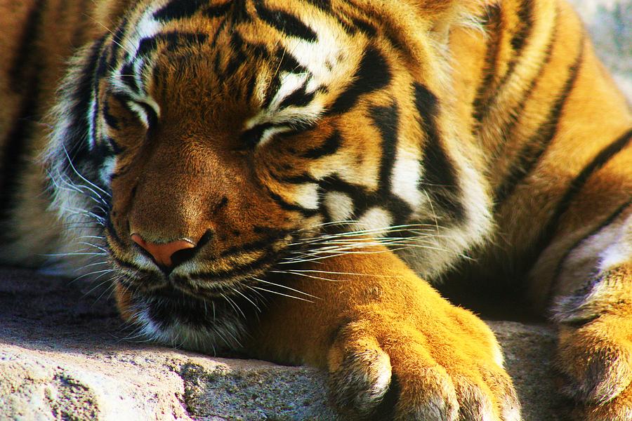 The Resting Tiger Photograph by Lkb Art And Photography - Fine Art America