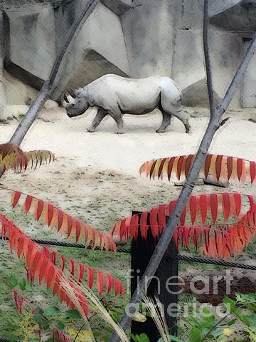 The Rhino Walk Photograph by Karen Adams