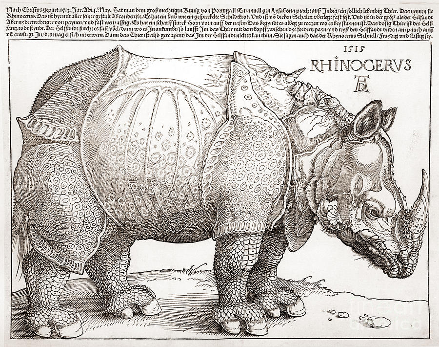 Albrecht Durer Painting - The Rhinoceros by MotionAge Designs