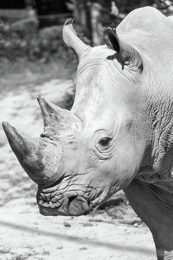 The rhinoceros Photograph by Jaroslav Frank - Pixels