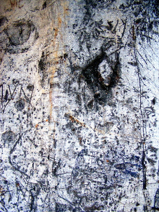 The Riddle of Bark Photograph by Nancy Kane Chapman
