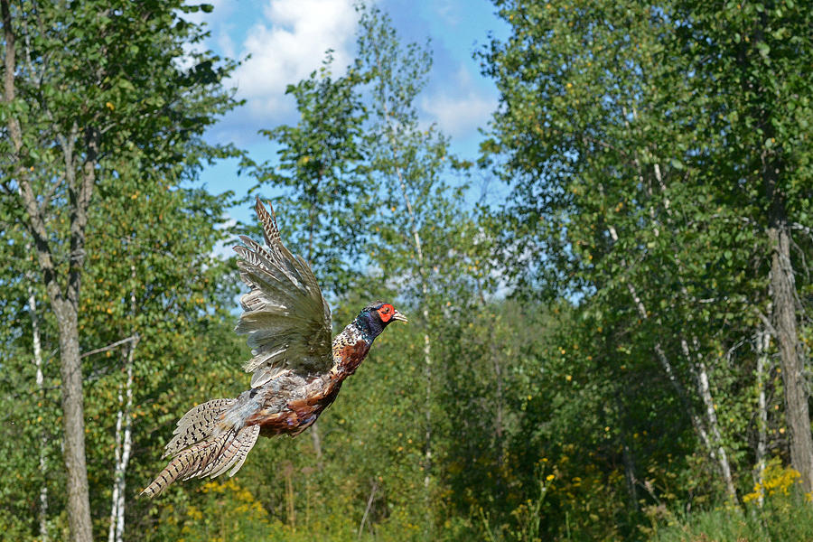 Spring Photograph - The Ring-necked Pheasant in take-off flight by Asbed Iskedjian