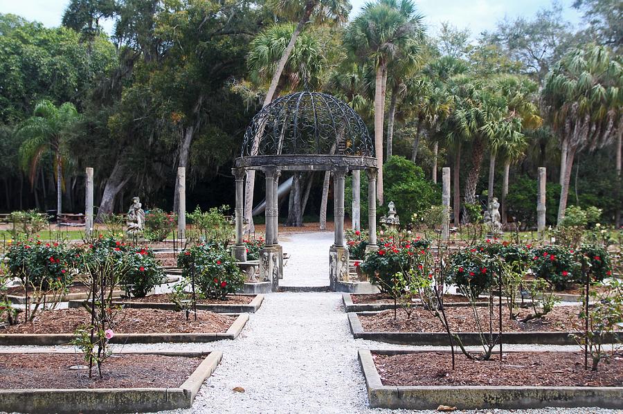 The Ringling Rose Garden Photograph by Michiale Schneider