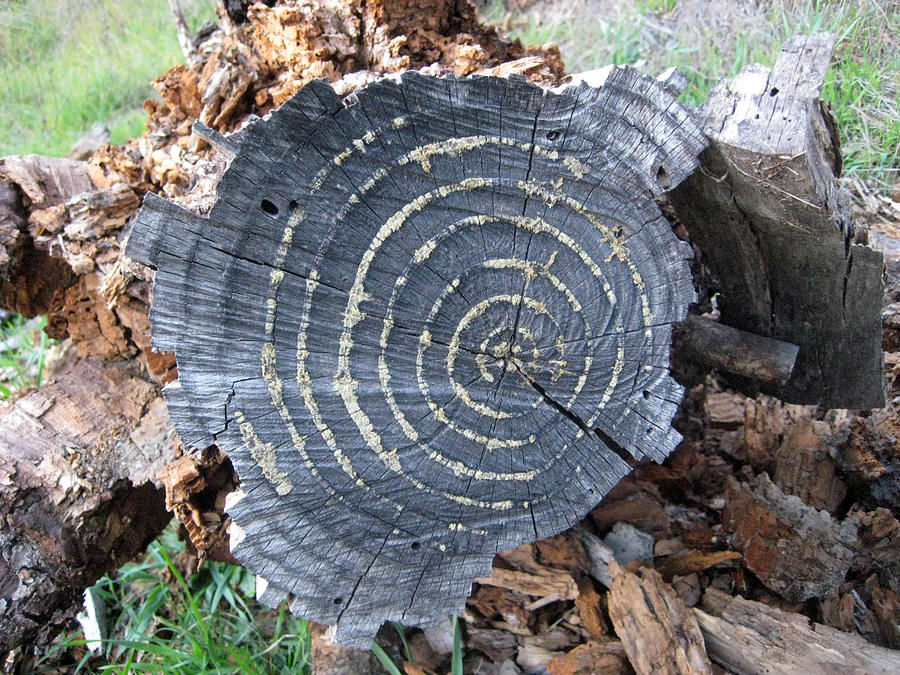 The rings of an old tree Photograph by Andrea Freeman - Pixels