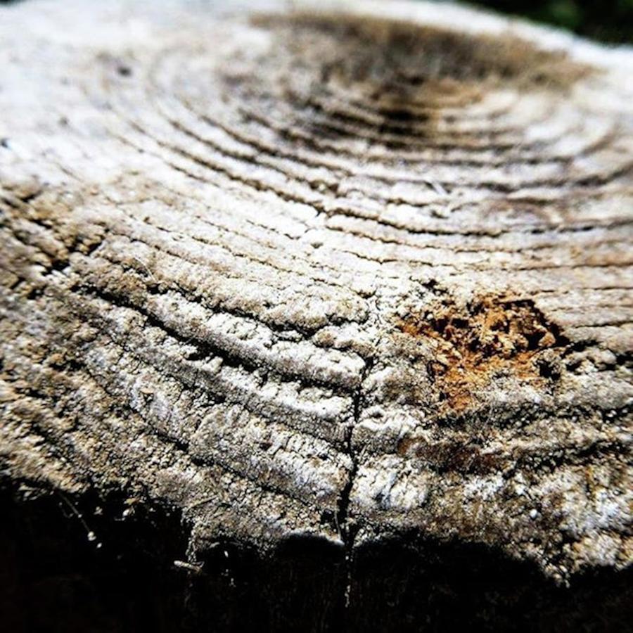 Timepass Photograph - the Rings On The Tree Trunk, 
the by In My Click Photography