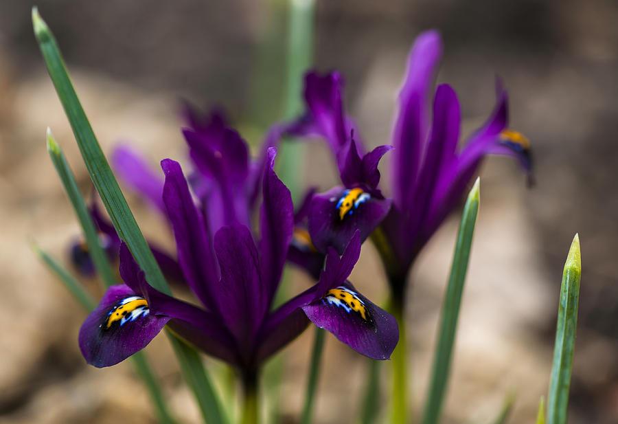 The rise of the Early Royal Dwarf Iris Photograph by Dan Hefle