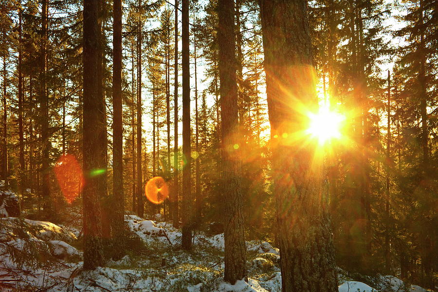 The Rising Sun Illuminates A Wintry Forest Photograph